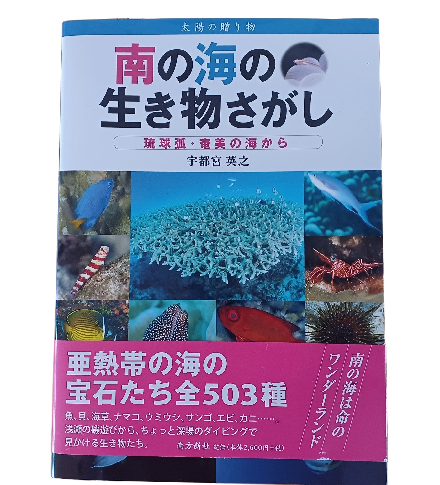 南の海の生き物さがし