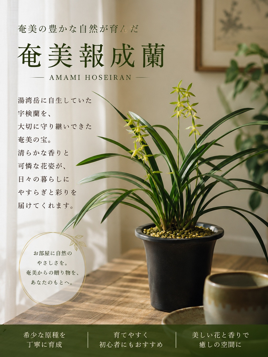 奄美報歳蘭