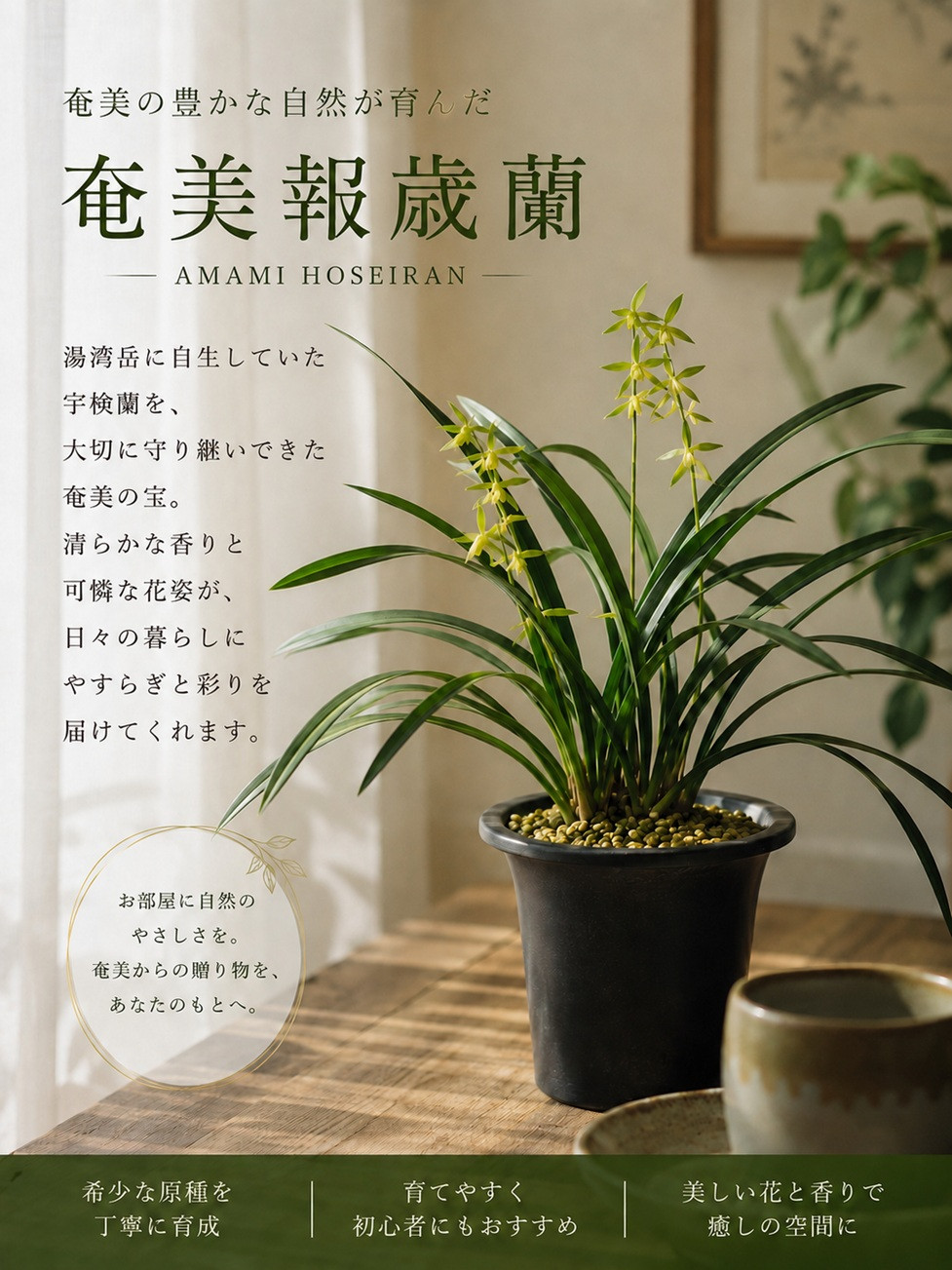 奄美報歳蘭