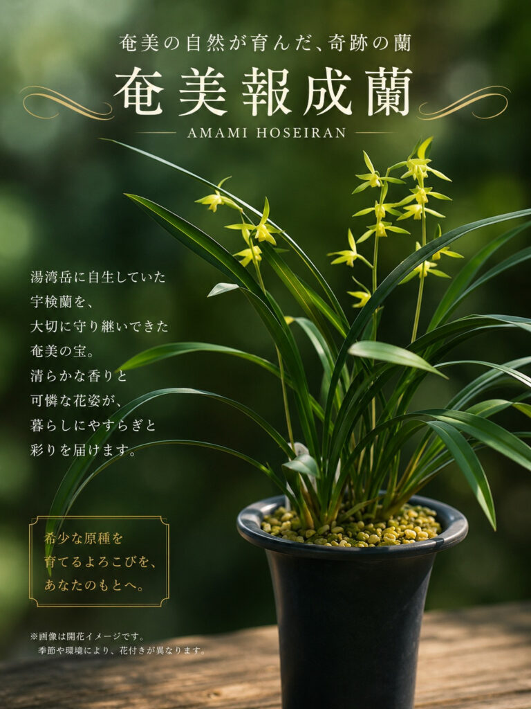 奄美報歳蘭
