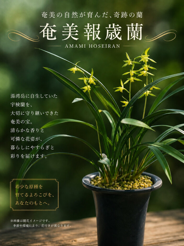 奄美報歳蘭
